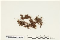 藏品(紫萼苔屬)的圖片